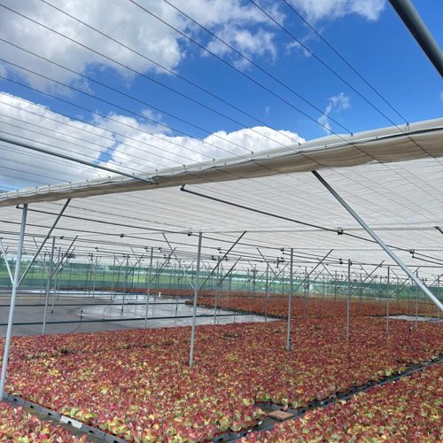 Willemsen Weijs 1.jpg