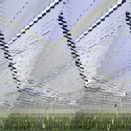 Cayaro Peppers 1.jpeg