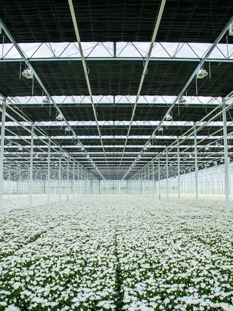 Verschillende scherminstallaties in de kas – ontdek welke oplossing past bij jouw teelt